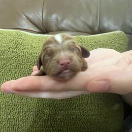 Quinn - Red female Cavapoo puppy in Glendale, Arizona from Dashing Dogs