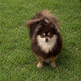 Mocha - Pomeranian