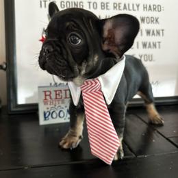 Douggie from ofa'd parents - Black and tan male French Bulldog puppy in Billings, Montana from Montana Made Frenchies