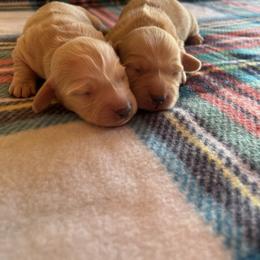 Dachshund Puppies from Little e Dachshunds