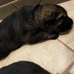 Purple collar - Sable female German Shepherd puppy in Pahrump, Nevada from Wachhund Kennels