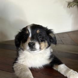 Susie Girl - Black & white female Miniature American Shepherd puppy in Kellerton, Iowa from Ebersole Ranch
