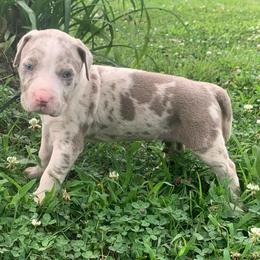 Black collar female - Blue merle female Catahoula Leopard Dog puppy in Gadsden, Alabama from Rich Cat’s