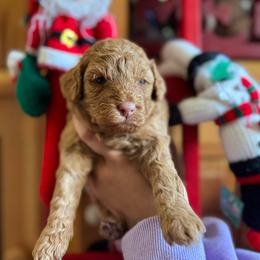 Gracie - Red  female Goldendoodle puppy in Miami, Florida from Milk Drunk Doodles And Poodles