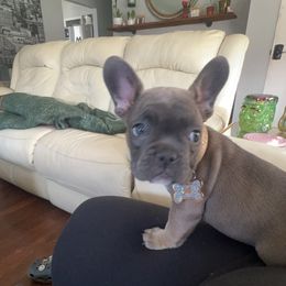 French Bulldog Puppies from Ayala’s