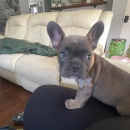French Bulldog Puppies from Ayala’s