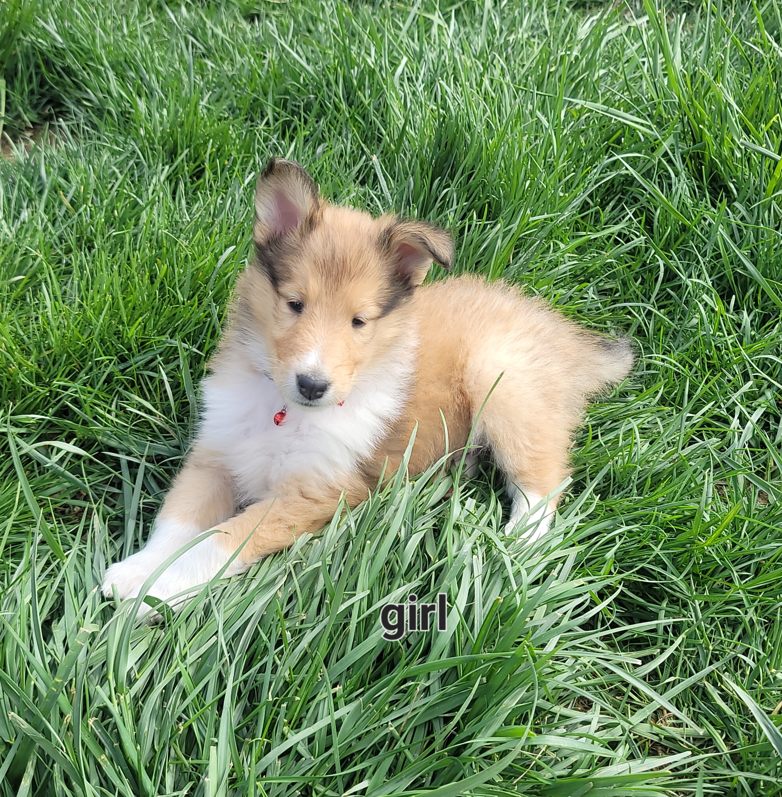 Girl 1 - Collie puppy in Seward, Pennsylvania from Scenic View Kennel