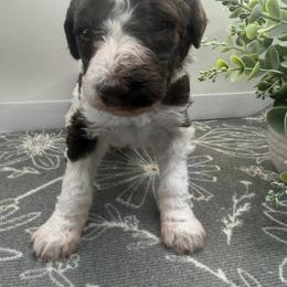 Girl 4 - Parti female Poodle puppy in Travelers Rest, South Carolina from Hampshire Hill’s Standard Poodles