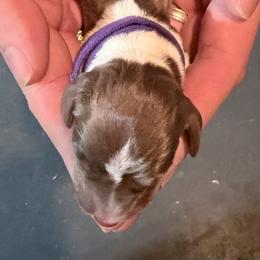 Purple Sweet Potato Pie - Piebald female Dachshund puppy in Bremen, Georgia from Jones Royal Kennels / Jones Miniature Dachshunds