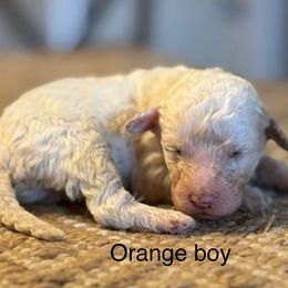 Orange collar boy - Cream male Goldendoodle puppy in Vian, Oklahoma from Dog Days Doodles