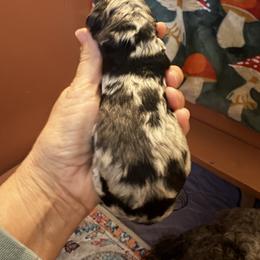 Bandit - Blue merle male Bernedoodle puppy in Carlotta, California from Lost Coast Bernese Mountain Dogs
