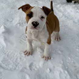American Staffordshire Terrier Puppies from Explicit Amstaffs Of New England