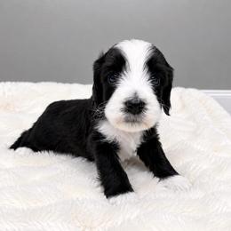 Orange - Black male Australian Labradoodle puppy in Springfield, Ohio from Dawson & Daryn's Royal Companions