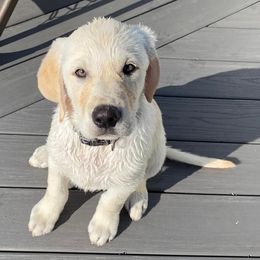 Labrador Retrievers from Laymanshire Labradors