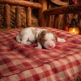 Cash (Johnny) - Caramel cream male Australian Labradoodle puppy in Millville, California from Hope Lane Kennels