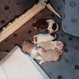 Shih Tzu Puppies from P&B Tzu Tribe