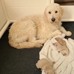 Goldendoodle Puppies from Pearl's Puppies LLC