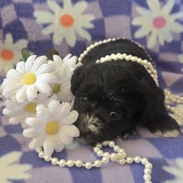 Pepper - Black female Miniature Schnauzer puppy in Long Prairie, Minnesota from Dorie's Mini Schnauzers