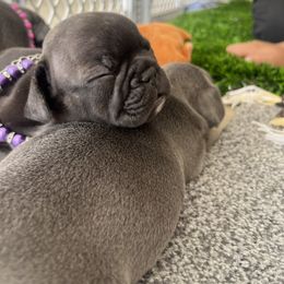 French Bulldog Puppies from Psycho Frenchies