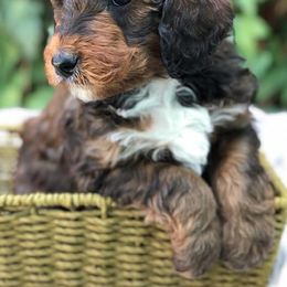 Australian Labradoodles, Labradoodles, and Poodles from Classic Poodles and Doodles