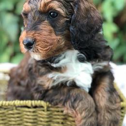 Australian Labradoodles, Labradoodles, and Poodles from Classic Poodles and Doodles