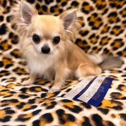 Golden - Chihuahua