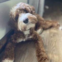 Australian Labradoodles from Davis Family Farms Australian Labradoodles