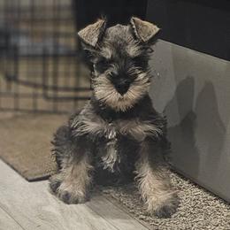 Lucky - Miniature Schnauzer