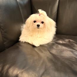 Maltese puppies from Leona's Maltese