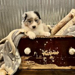 Rumor - Blue merle male Australian Shepherd puppy in Sedalia, Missouri from Affinity Aussies