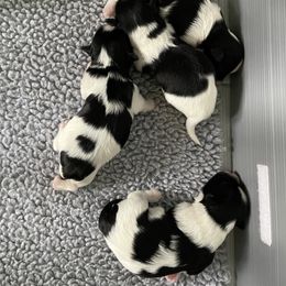 Biewer Terrier, Chinese Crested, and Havanese Puppies from Meadowview Havanese