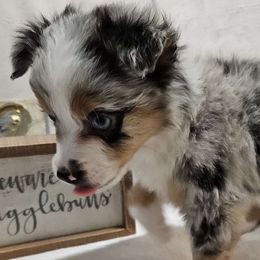 Romeo - Blue merle Miniature Australian Shepherd puppy in Olton, Texas from Rejino Mini & Toy Aussies