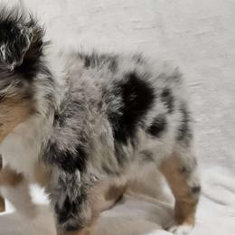 Romeo - Blue merle Miniature Australian Shepherd puppy in Olton, Texas from Rejino Mini & Toy Aussies