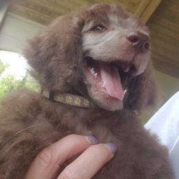 Puppy 3- (Gimel) FEMALE - Brown female Poodle puppy in Crewe, Virginia from Whispering Woods Farms LLC