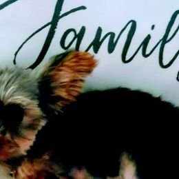 Poodles, Yorkipoos, and Yorkshire Terriers from Royal Paw's Pet Parlour