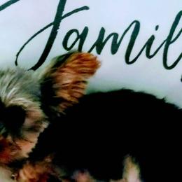 Poodles, Yorkipoos, and Yorkshire Terriers from Royal Paw's Pet Parlour