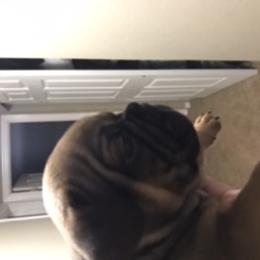 French Bulldog Puppies from PNW French Bulldogs