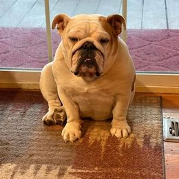 Butter - Bulldog