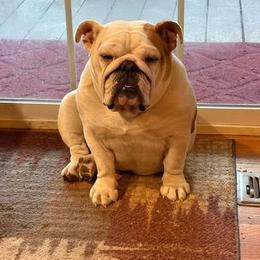 Butter - Bulldog