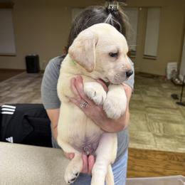 Cavalier King Charles Spaniel and Labrador Retriever Puppies from Heavenly Pups