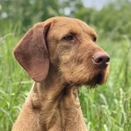 Harmat - Wirehaired Vizsla
