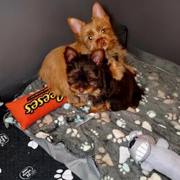 Maltese and Yorkshire Terrier Puppies from TLC Kennels TenderLittleCuties