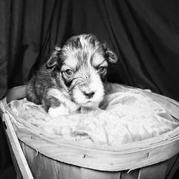 Lady Tremaine - Sable female Pembroke Welsh Corgi puppy in Valley, Washington from Corgis of the Mountain Valley