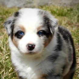 Australian Shepherds from Aussies of Sunset Ridge