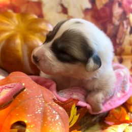 LINDEE Pink collar female - White and badger female Great Pyrenees puppy in Fair Grove, Missouri from Allen Wags & Woolies
