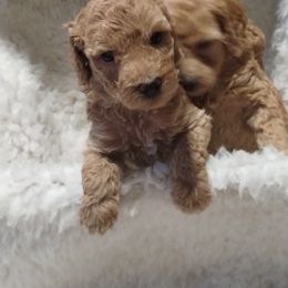 Poodle Puppies from Grace Colt Farms