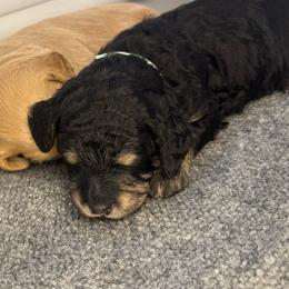 Pablo - Phantom male Goldendoodle puppy in Stockton, California from Port City Doodles