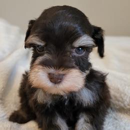 Hollis - Liver male Miniature Schnauzer puppy in Saratoga Springs, Utah from Happy Beard Schnauzers