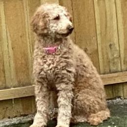 Goldendoodle All Grown Up from Lake Erie Puppies
