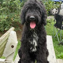 Belle - Black and white female Sheepadoodle puppy in Warsaw, Virginia from Mojave Premier Kennels